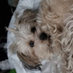 Meet your Posher, Jo